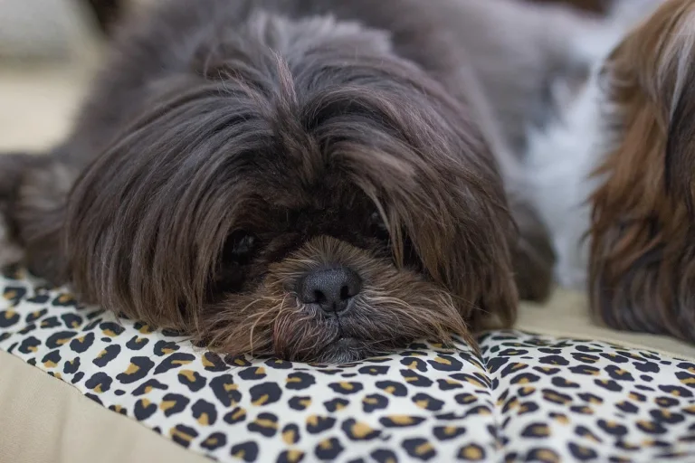 10 cachorros perfeitos para ter em apartamento