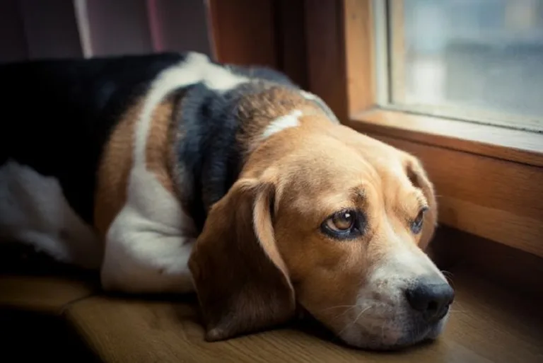 Cães também podem ter depressão se ficarem longe dos tutores, diz estudo