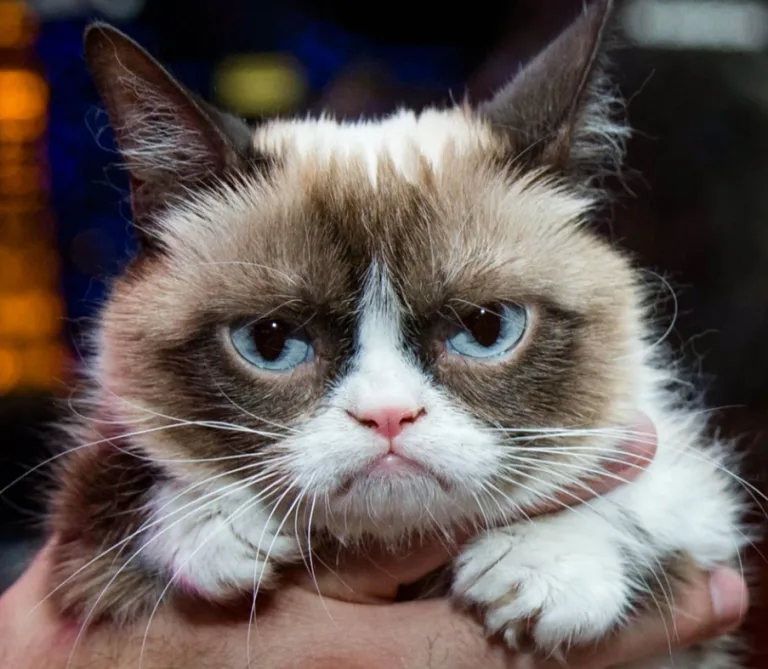 Gatos odeiam pessoas que falam demais ou muito alto, pois possuem uma audição extremamente aguçada
