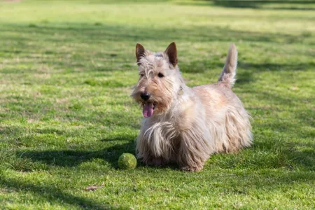 raças de cachorro teimosas