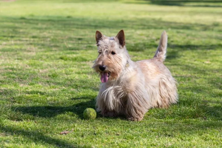 8 raças de cachorro que costumam ser teimosas