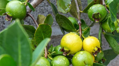  5 frutas do Cerrado que merecem um espaço no seu prato
