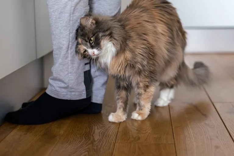 Gatos se esfregam em você para te “marcar” como propriedade deles