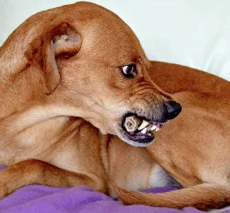 humor dos pets