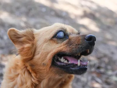 cães e gatos com cegueira