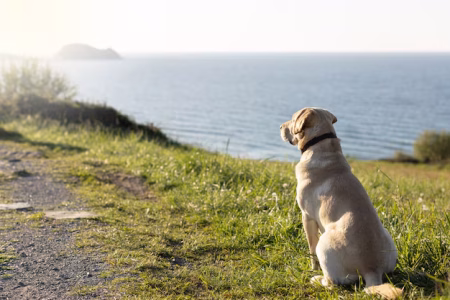 cães sentem paz
