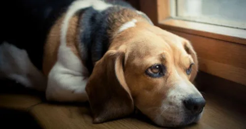 multa para quem deixar animal sozinho