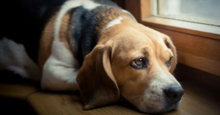 Nova lei brasileira multa em R$ 10 mil quem deixar animal sozinho por mais de 36 horas