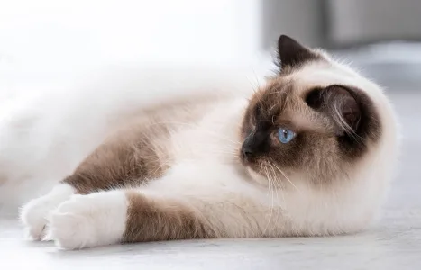 gatos são destros ou canhotos