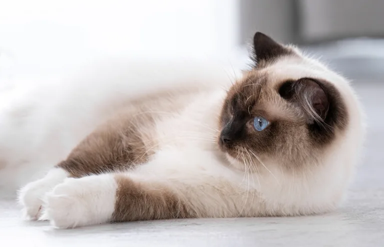 Assim como os humanos, os gatos também podem ser destros ou canhotos