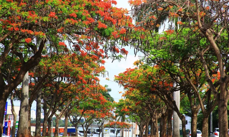 Goiânia vai plantar 6 mil árvores até abril de 2026