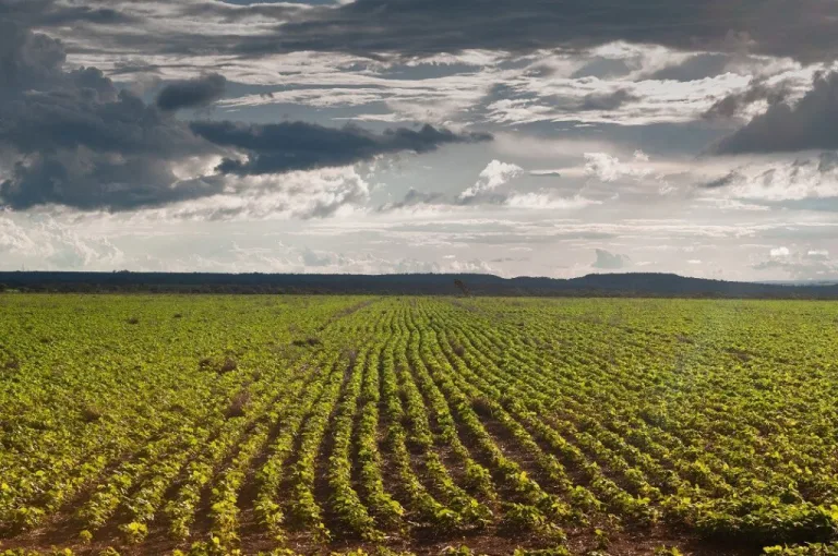 Inteligência artificial no agronegócio busca soluções para problemas logísticos nas safras de Goiás