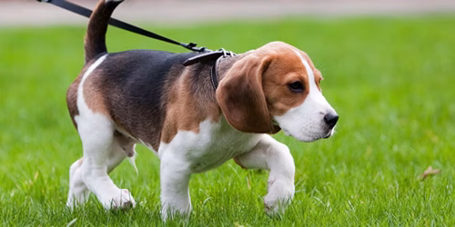 cachorros raças