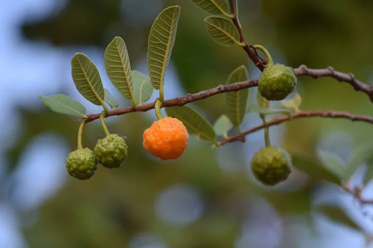Pouco conhecida, fruta do Cerrado surpreende pesquisadores da USP