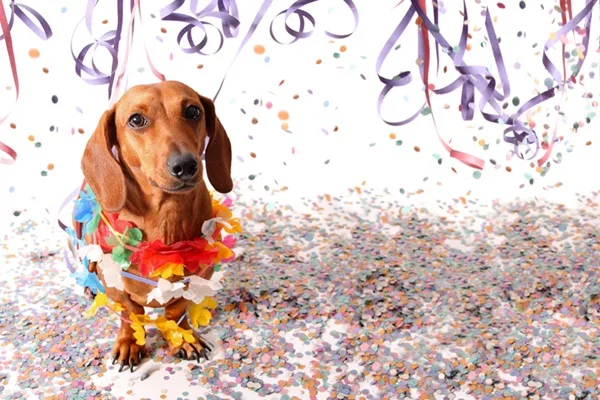 Aparecida de Goiânia recebe Carnaval Pet com desfile e feira de adoção