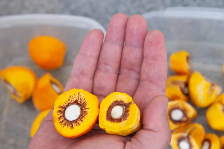 Pequi sem espinhos vira febre e ganha força no agro de Goiás