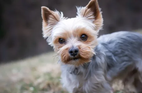 10 cachorros ideais para ter em apartamento