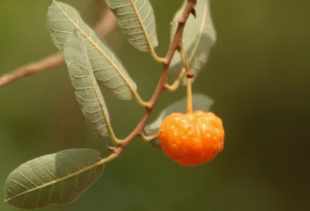 Cerrado