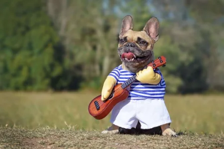 Carnaval Pet