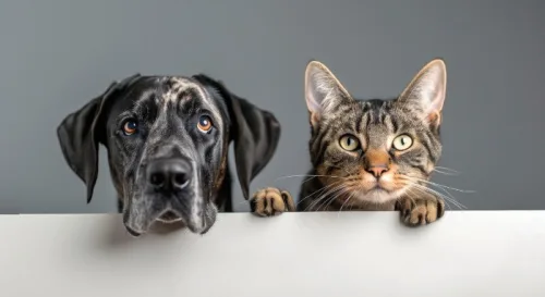 Raças de cães e gatos hipoalergênicas: como conviver com pets sem alergia