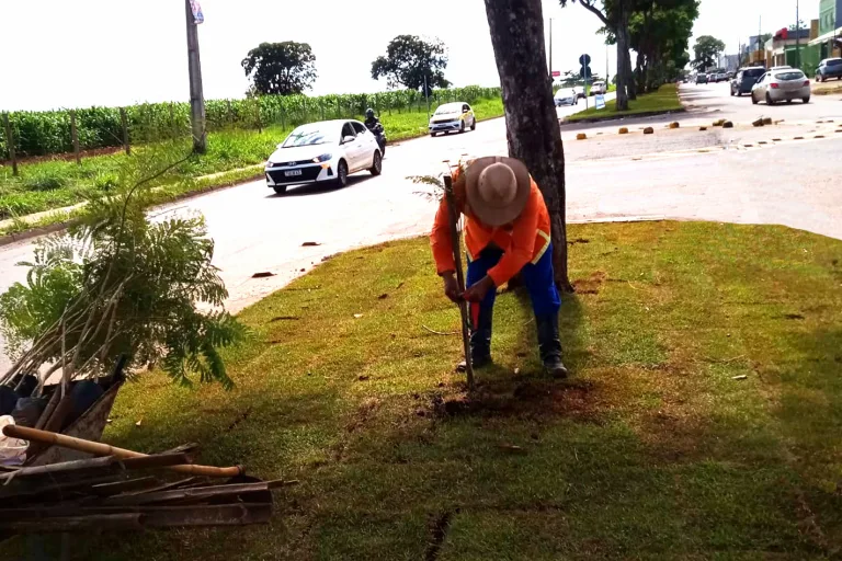 Plantio de árvores nativas transforma paisagem da Avenida Bela Vista e reforça compromisso ambiental entre Goiânia e Aparecida