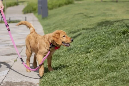 passear com cachorro Petlove