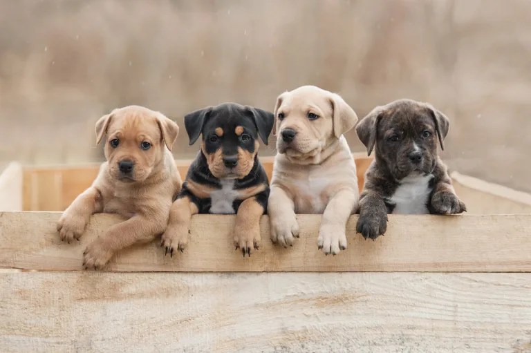07 Cães para Ter em Apartamento Pequeno