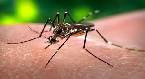 Chikungunya