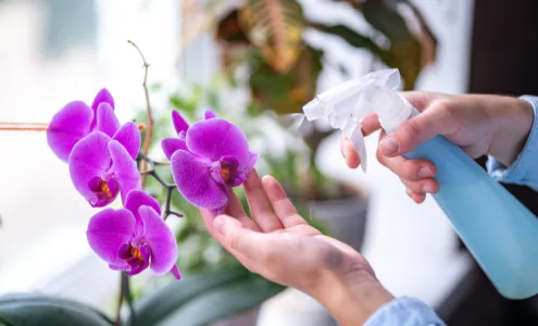 Cultivo de orquideas segredos para mante las saudaveis o ano todo LAGUNA