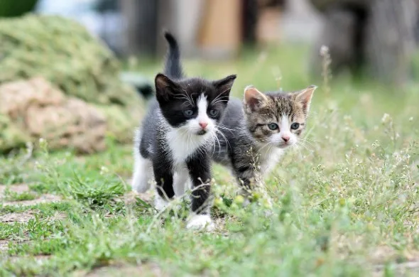 Como os gatos podem ajudar na busca pela cura do câncer humano