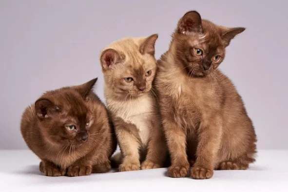 Como os gatos podem ajudar na busca pela cura do câncer humano
