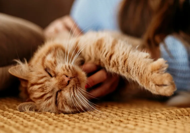 Dia Mundial do Gato: conheça lares de Goiânia que abrigam felinos