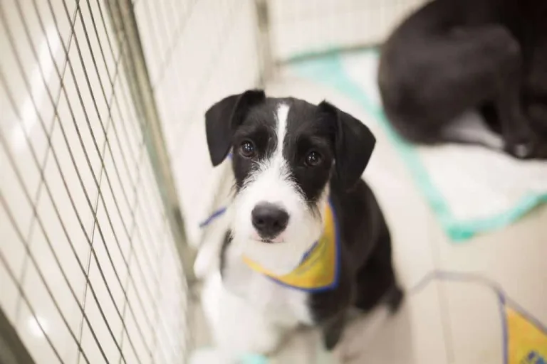 Pet Day em Goiânia promove adoção de cães neste sábado