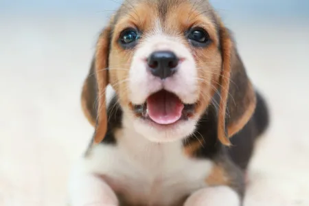 Cachorro