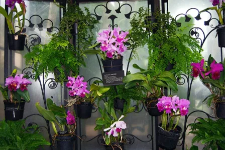 orquídea