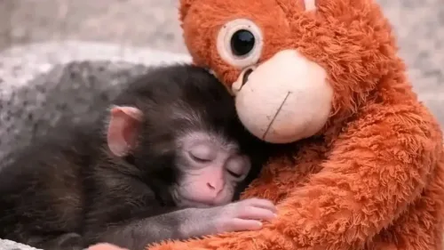 Filhote de macaco viraliza ao “adotar” pelúcia após rejeição da mãe