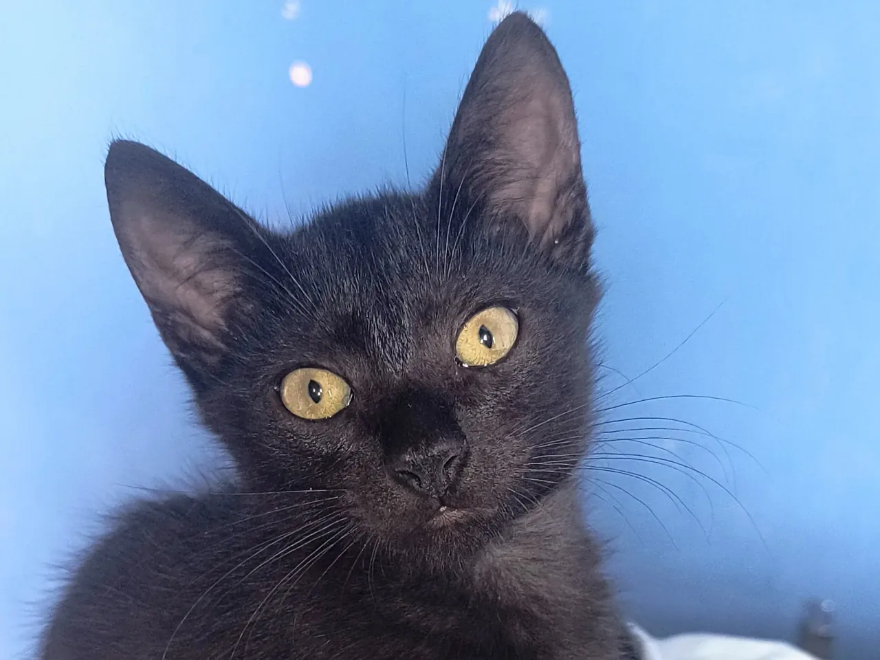 Gatinho Lucky também pode ser adotado na Feira da Adoção de Aparecida de Goiânia