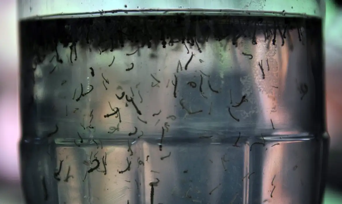 Mosquito da dengue