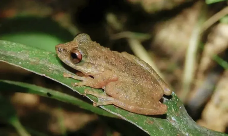 Nova espécie de perereca é descoberta no Cerrado