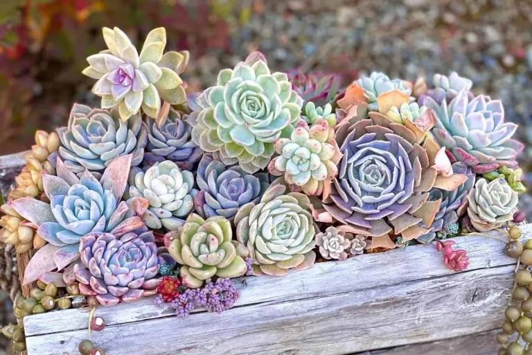 Em clima de Carnaval, bazar de plantas anima Goiânia com promoções de suculentas