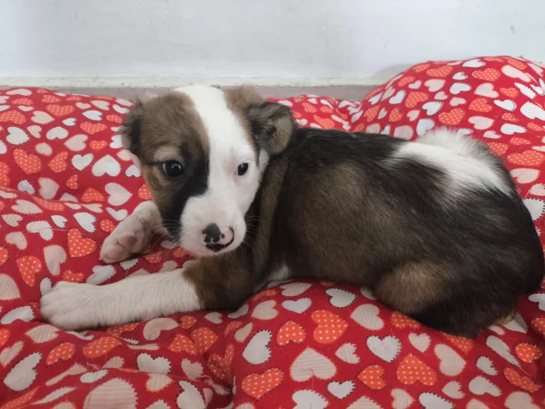 Shopping de Aparecida de Goiânia recebe evento de adoção de pets neste sábado (14/03)