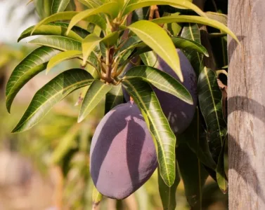 Fruta tropical é rica em vitaminas, minerais e fibras e você deveria consumir depois de cada refeição