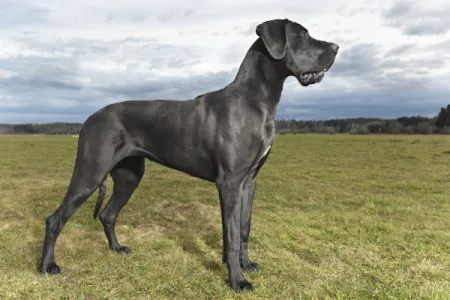Os 10 maiores cachorros do mundo