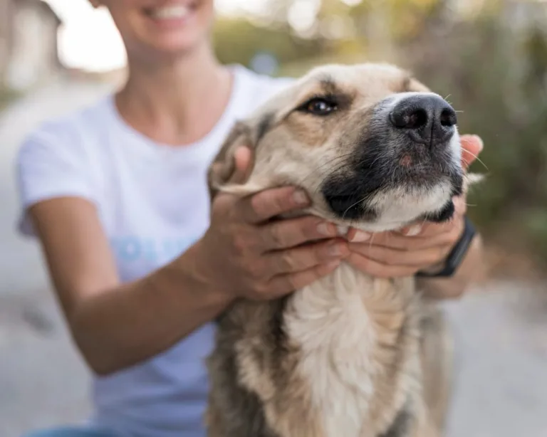 Evento de adoção de cães em Goiânia ocorre neste sábado (14)