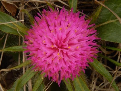 Gomphrena macrocephala