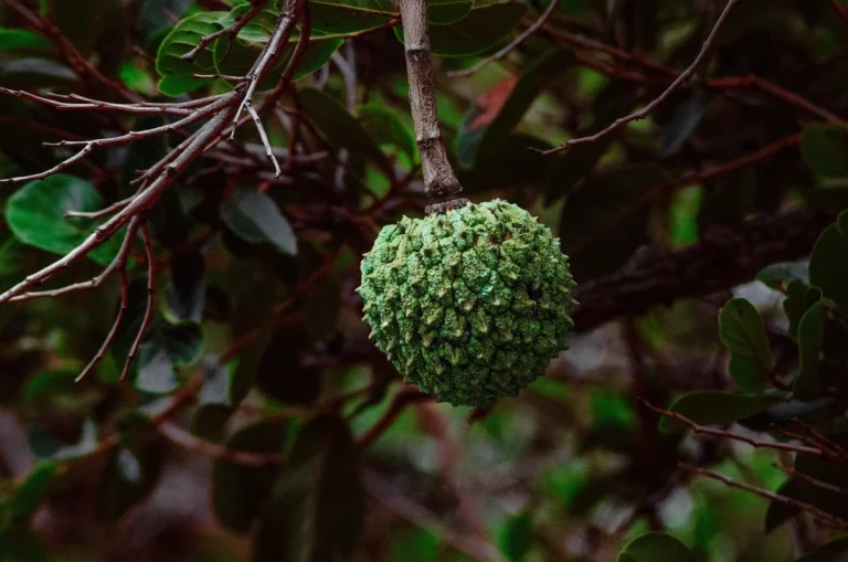 Pouca gente conhece, mas essa fruta do Cerrado pode ser uma das mais nutritivas do país