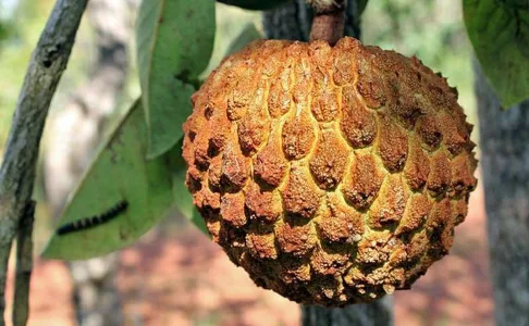 Cerrado