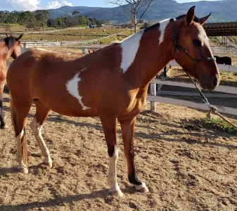 equino