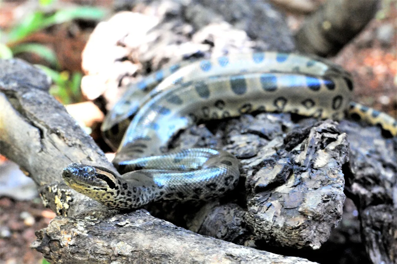 Sucuri Nagini