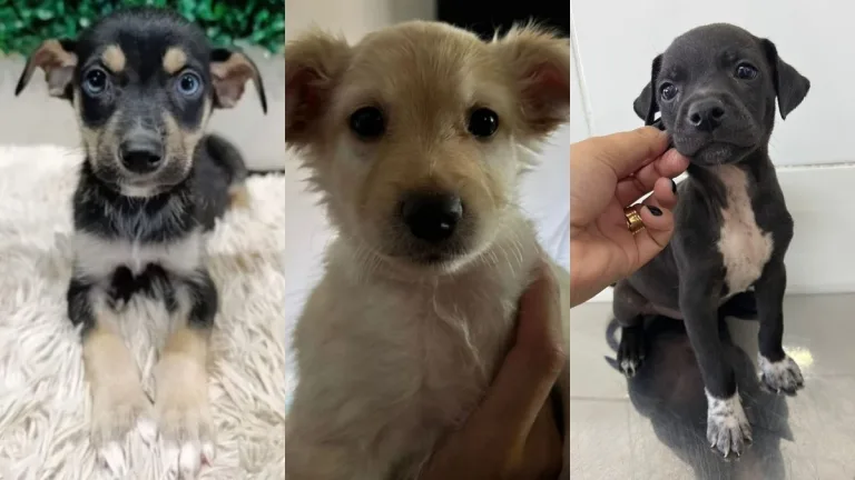 Aparecida de Goiânia recebe evento de adoção com 35 pets resgatados neste sábado (11/04)